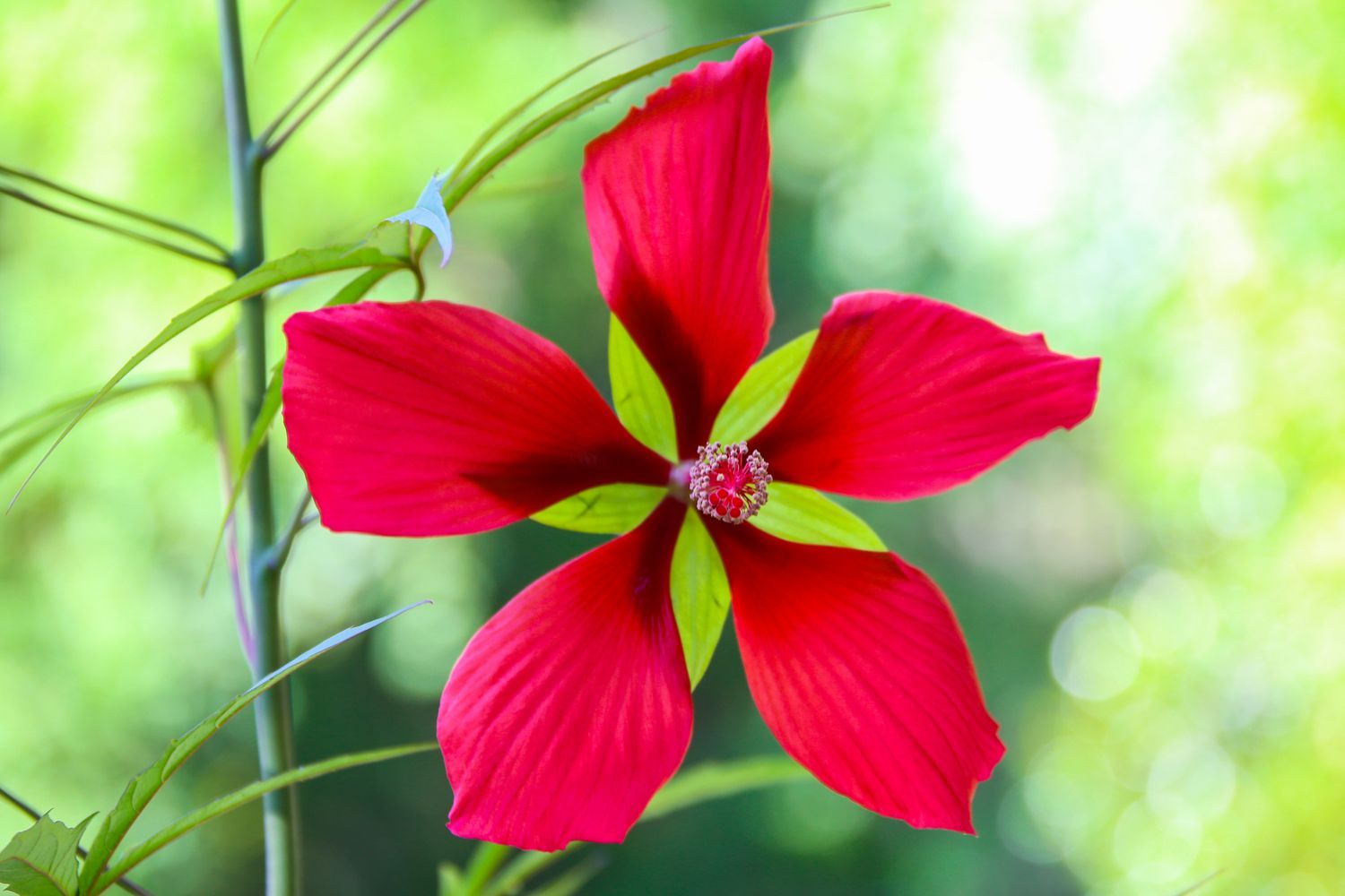 Texas Star Hibiscus, Red