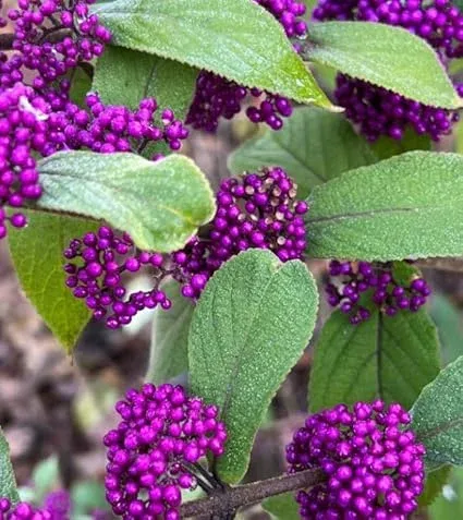 American Beautyberry