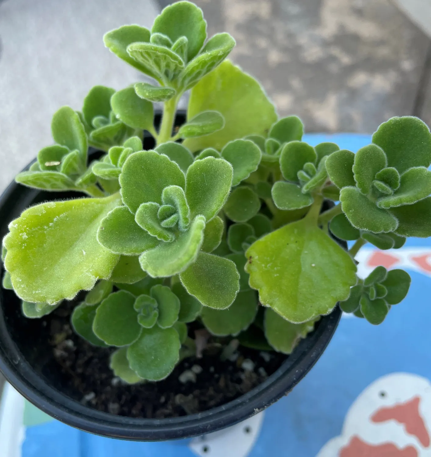 Vick’s Plant