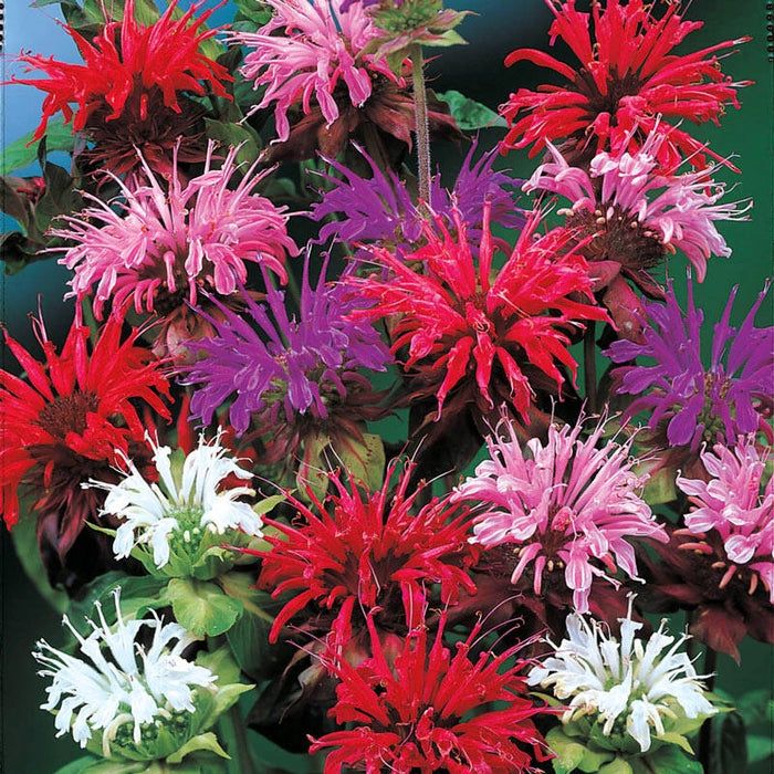 Monarda Bee Balm