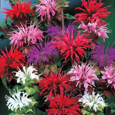 Monarda Bee Balm