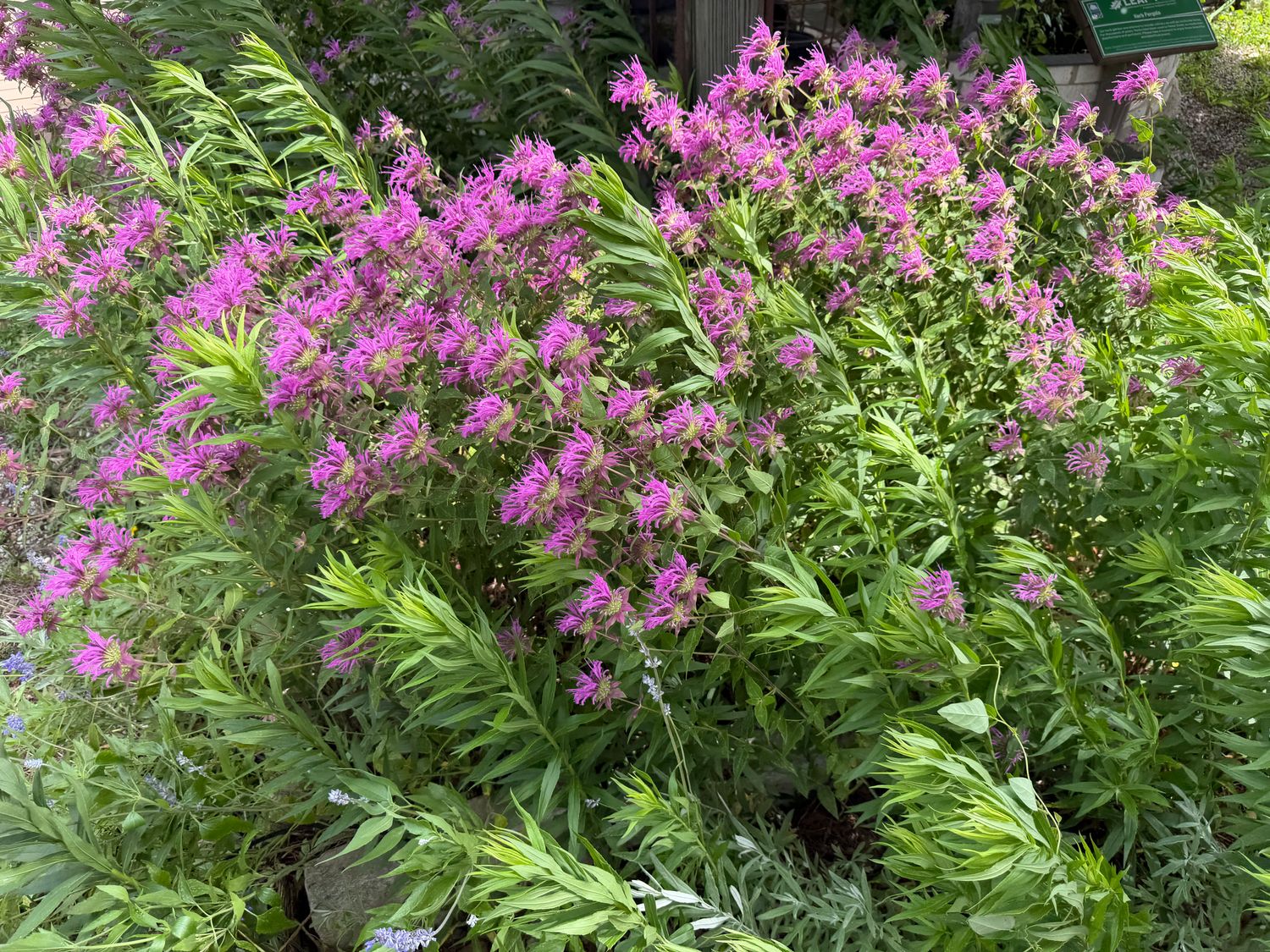 Monarda Bee Balm