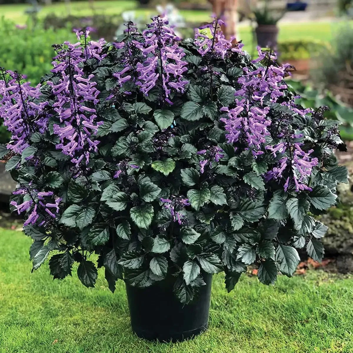 Plectranthus Velvet Elvis