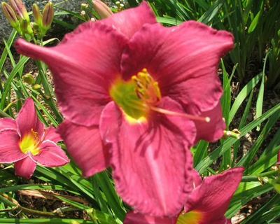 Daylily “Olive Bailey Langdon”