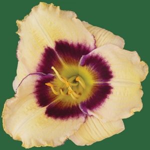 Daylily “Storming Norman”