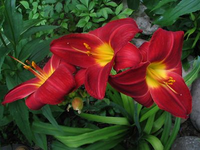 Daylily “Gato”