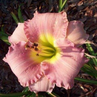 Daylily “Romantic Dreams”