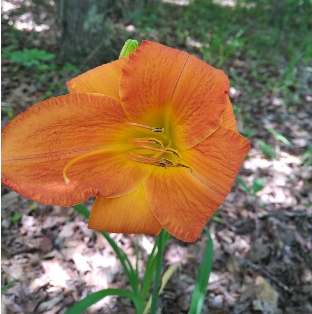 Daylily “Solar Power”