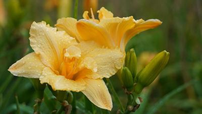 Daylily “Patrician Lady”