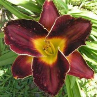 Daylily “Wait Until Dark”