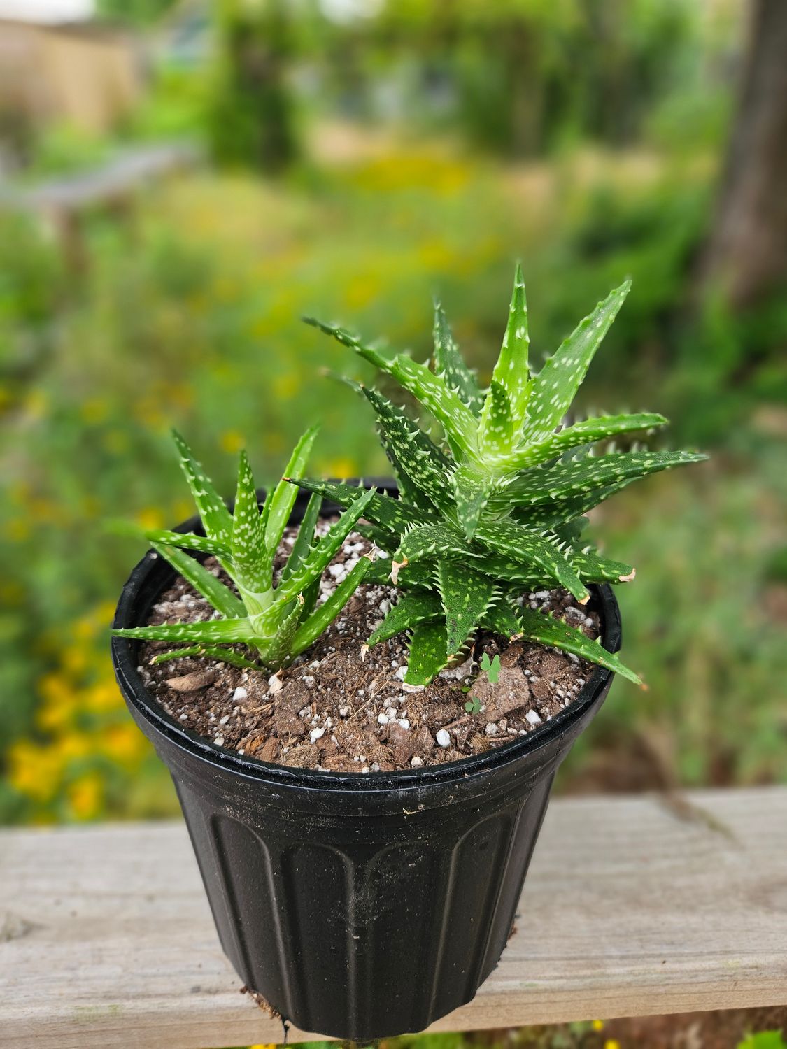 Zebra Aloe