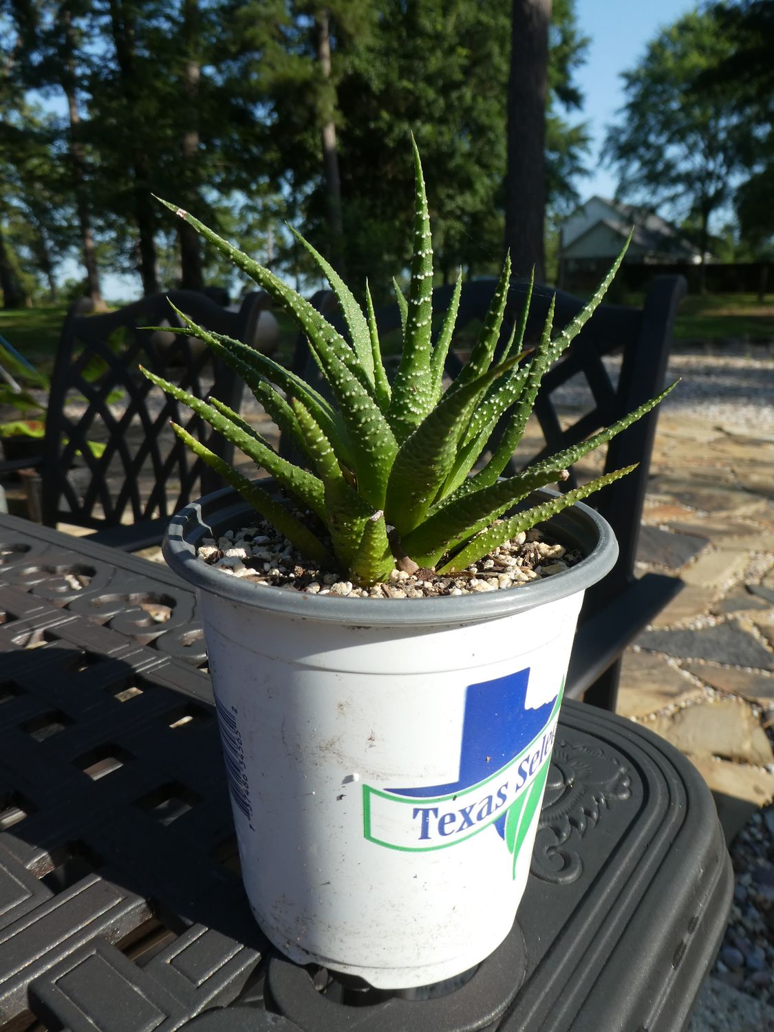 Lace Aloe