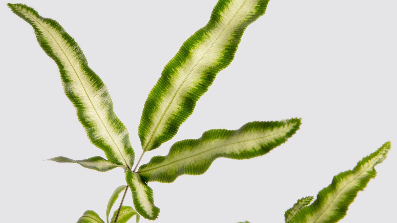 Ribbon Fern