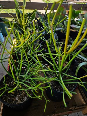 Pencil Cactus/Fire stick cactus