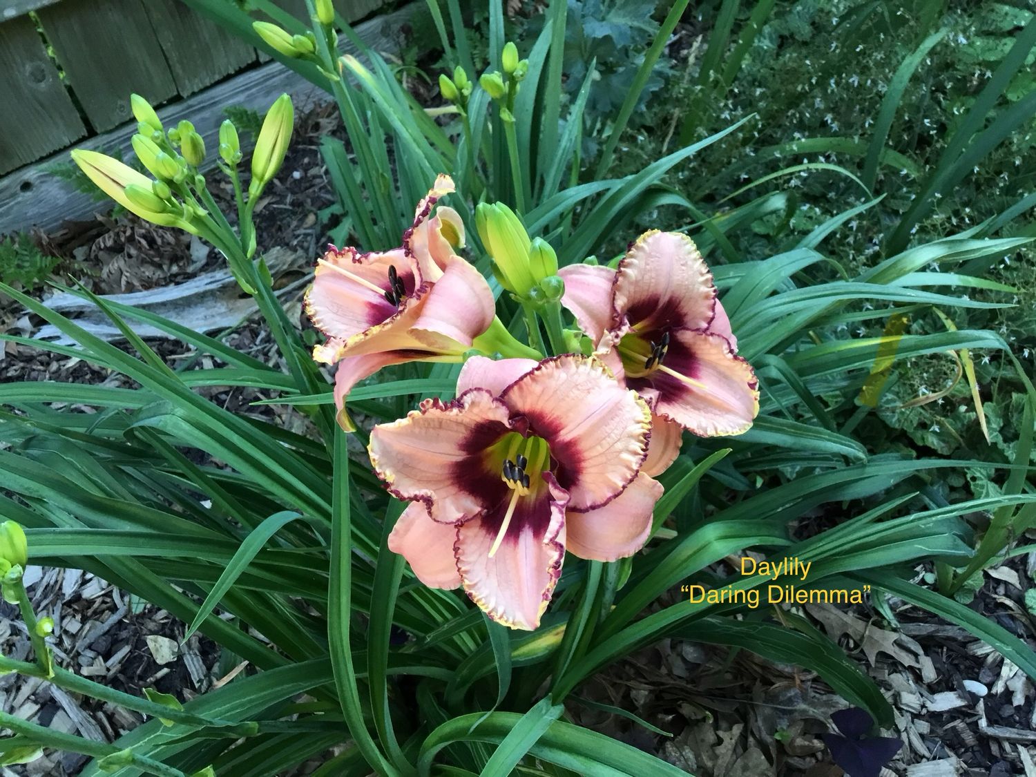 Daylily “Daring Dilemma”
