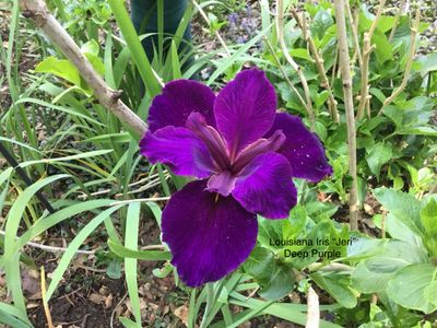Louisiana Iris “Jeri”