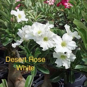 Desert Rose White