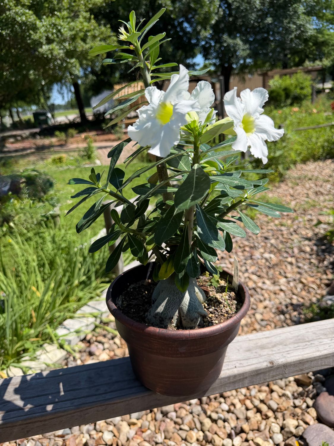 Desert Rose White