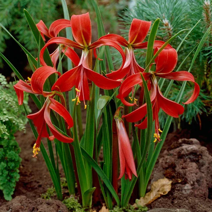 Aztec Lily