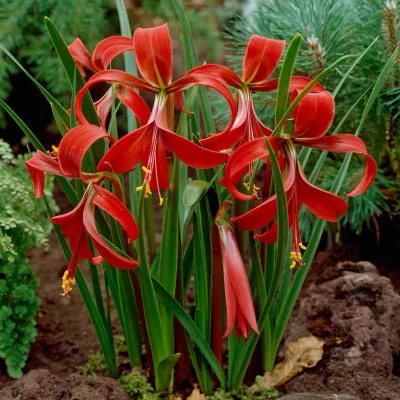 Aztec Lily