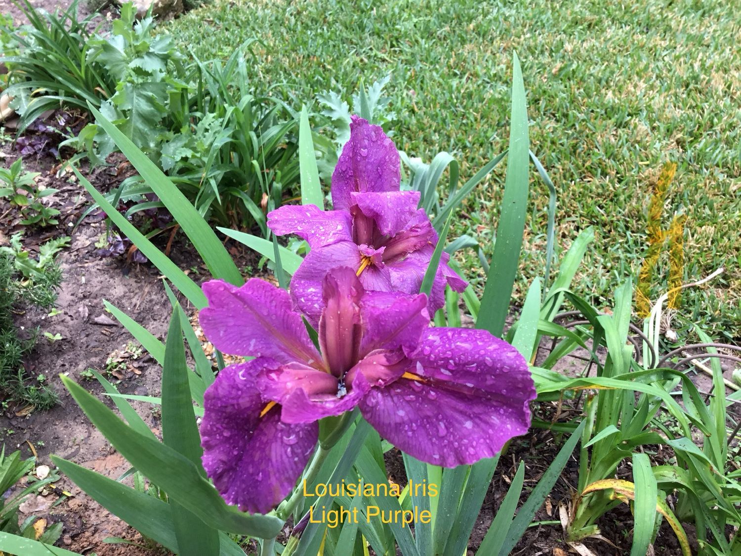 Louisiana Iris Light Purple