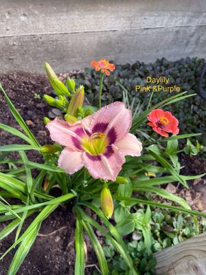 Daylily Pink &amp; Purple