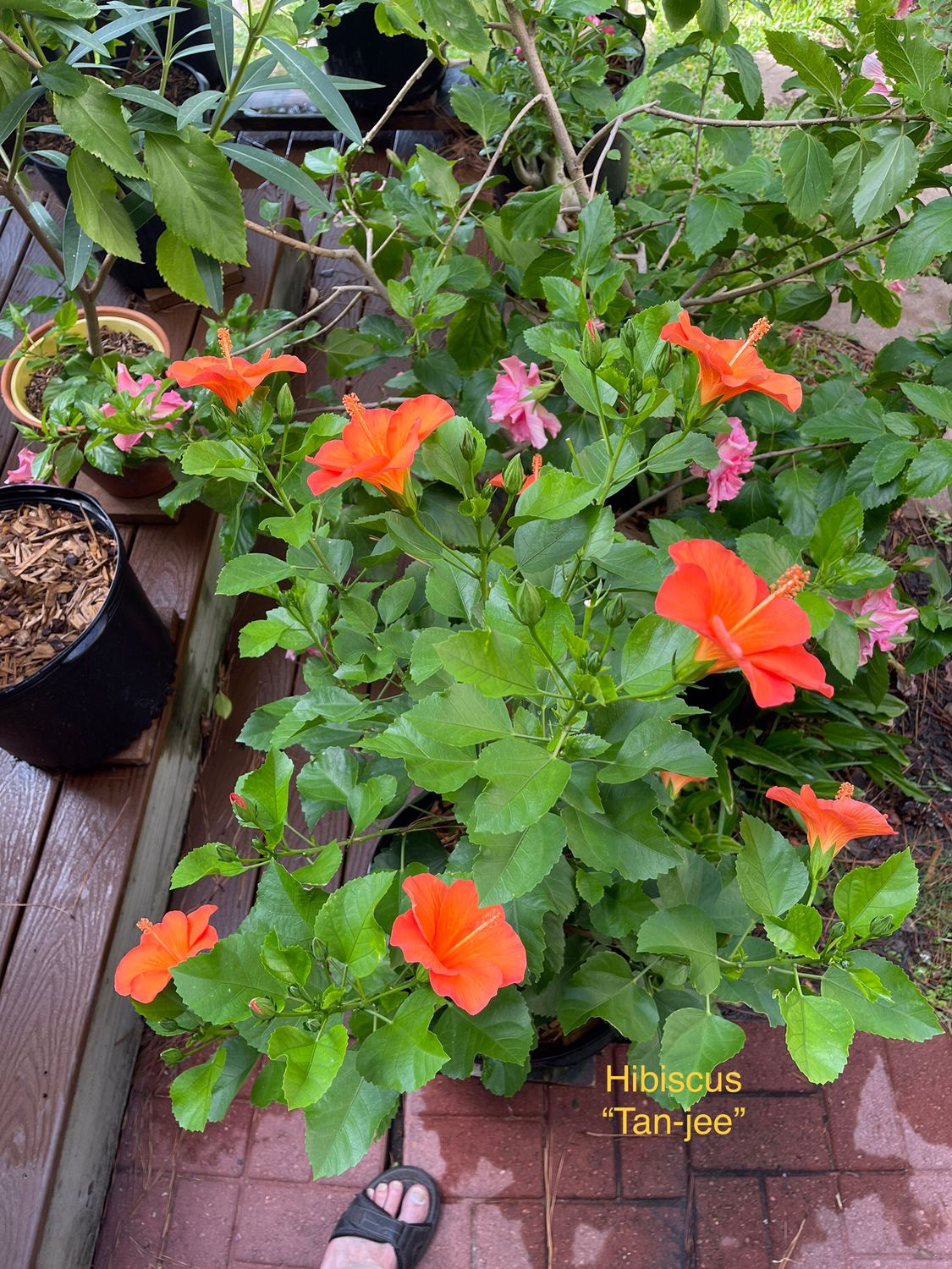 Hibiscus “Tanjy”
