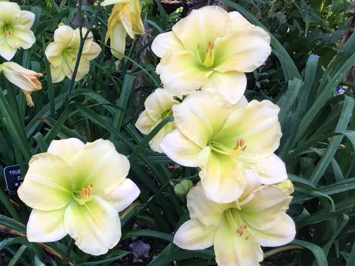 Daylily “True Gertrude Demarest”