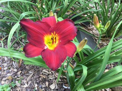 Daylily Red with yellow &amp; green throat