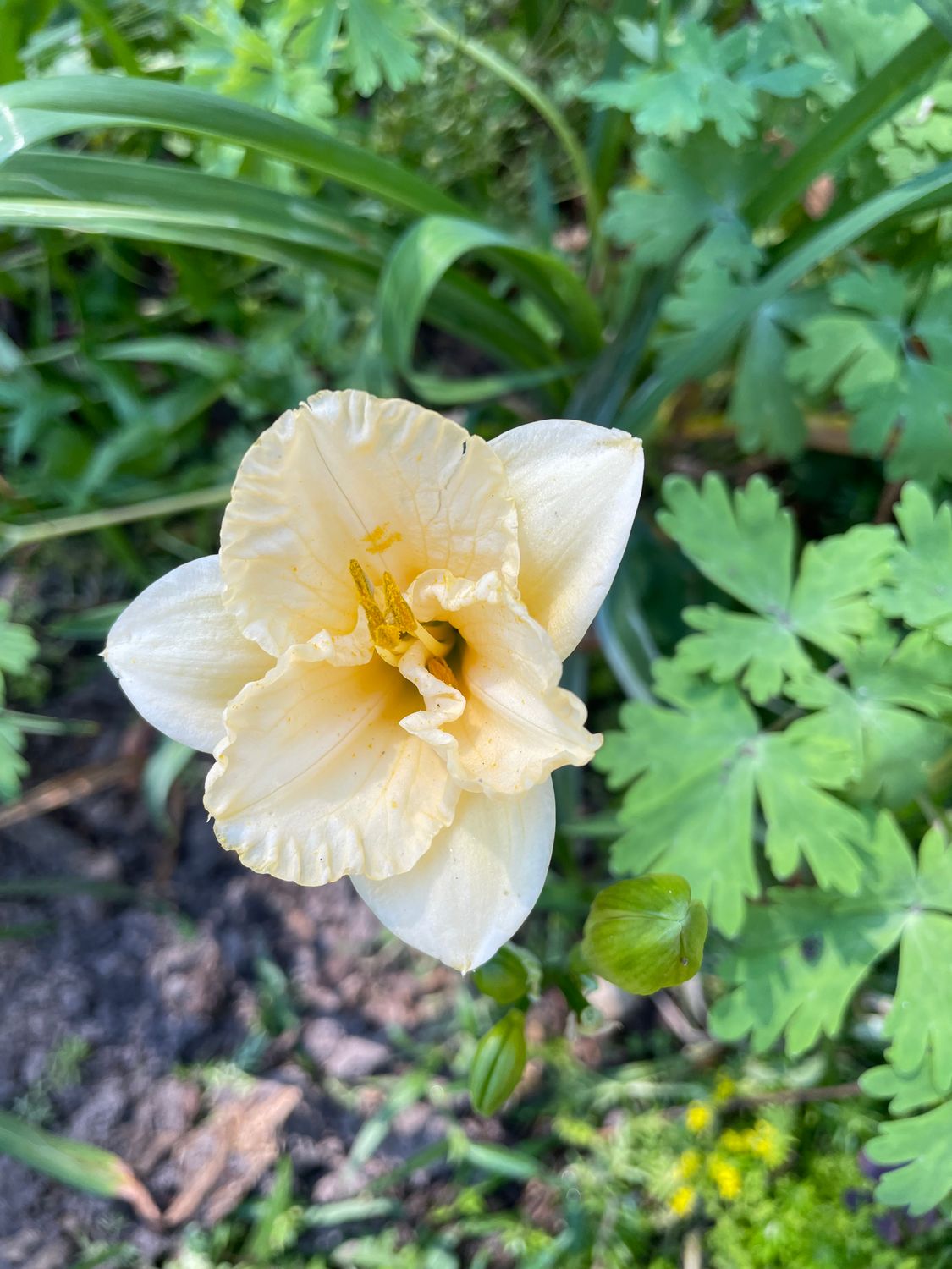 Daylily Small Cream