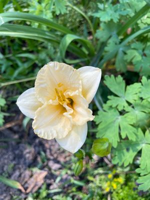 Daylily Small Cream