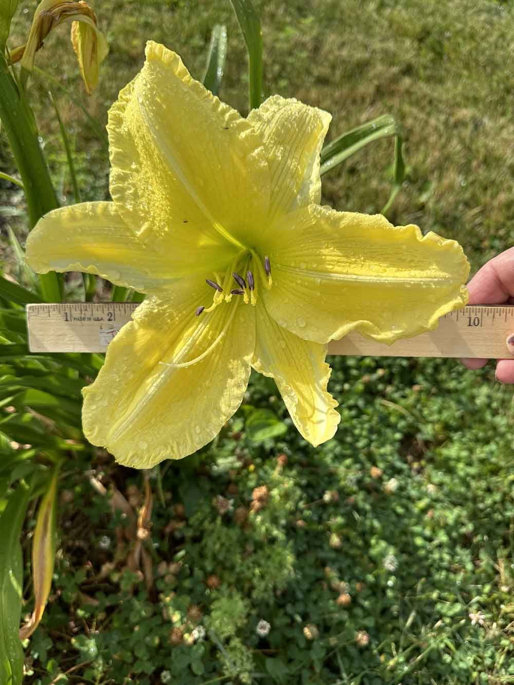 Daylily “Slade Brown”