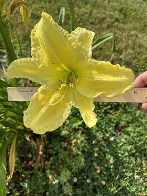 Daylily “Slade Brown”