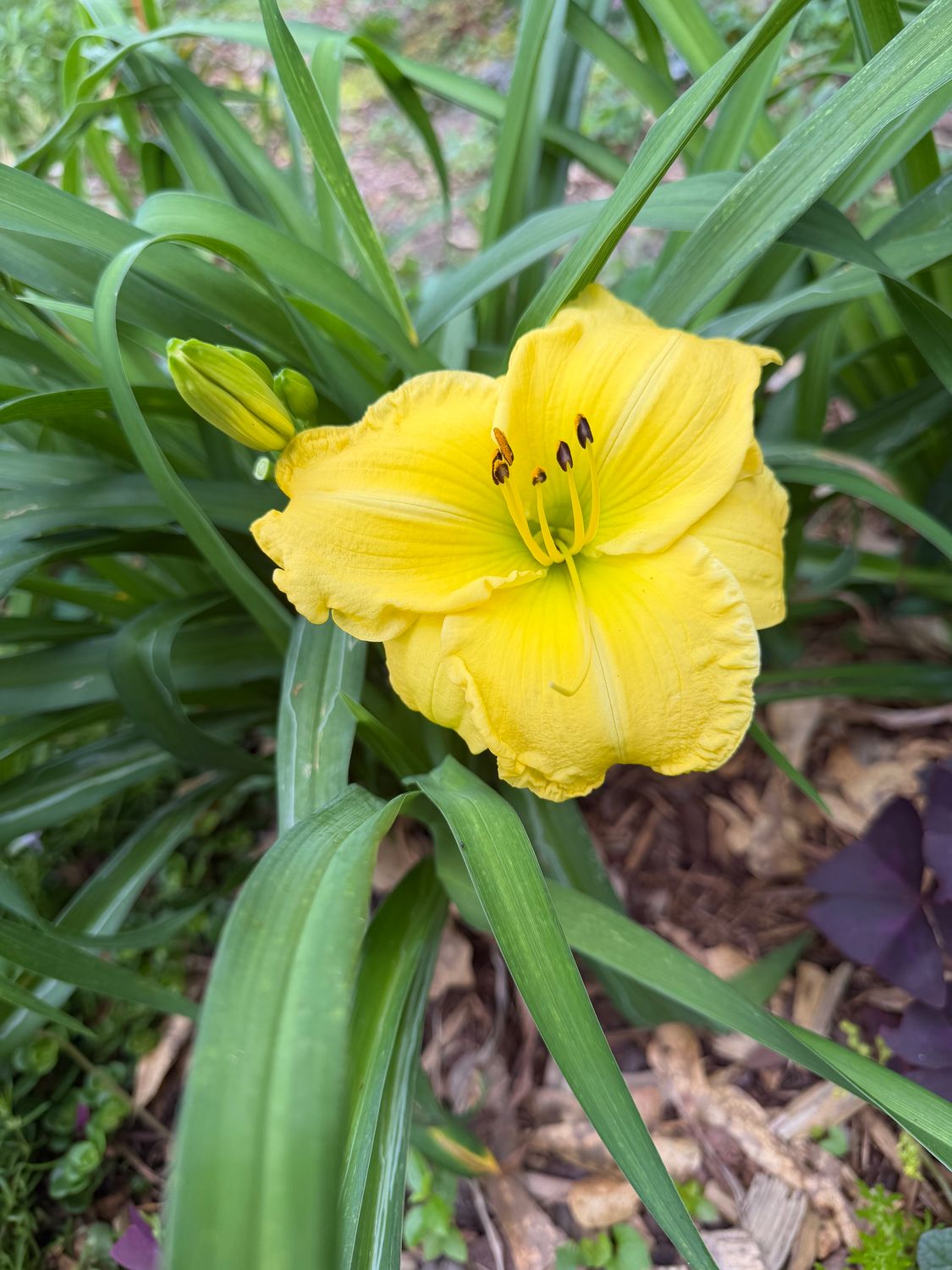 Daylily Yellow