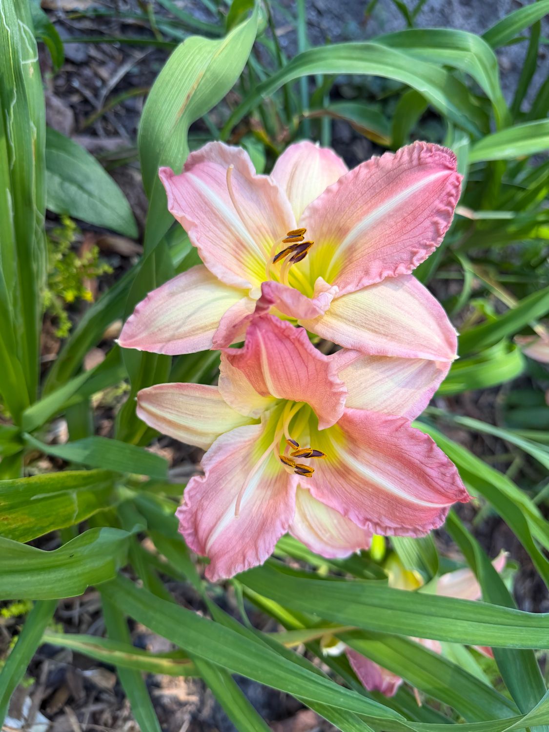 Daylily Variegated Pink