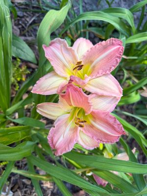 Daylily Variegated Pink