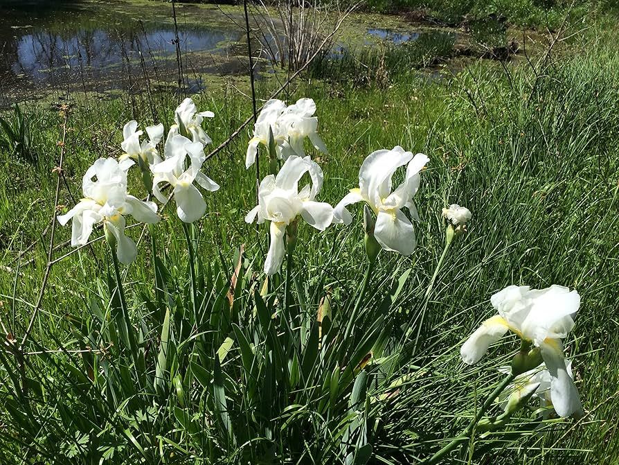 Cemetery Iris