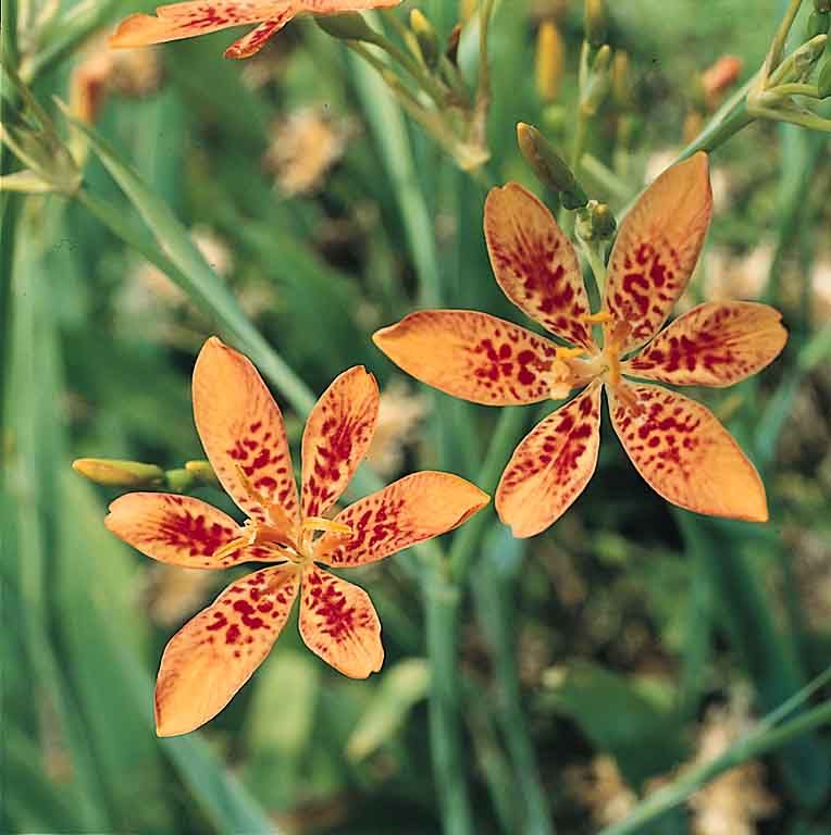 Blackberry Lily