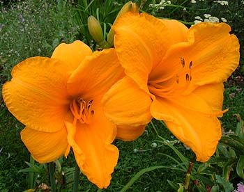 Daylily “Spellbinder”