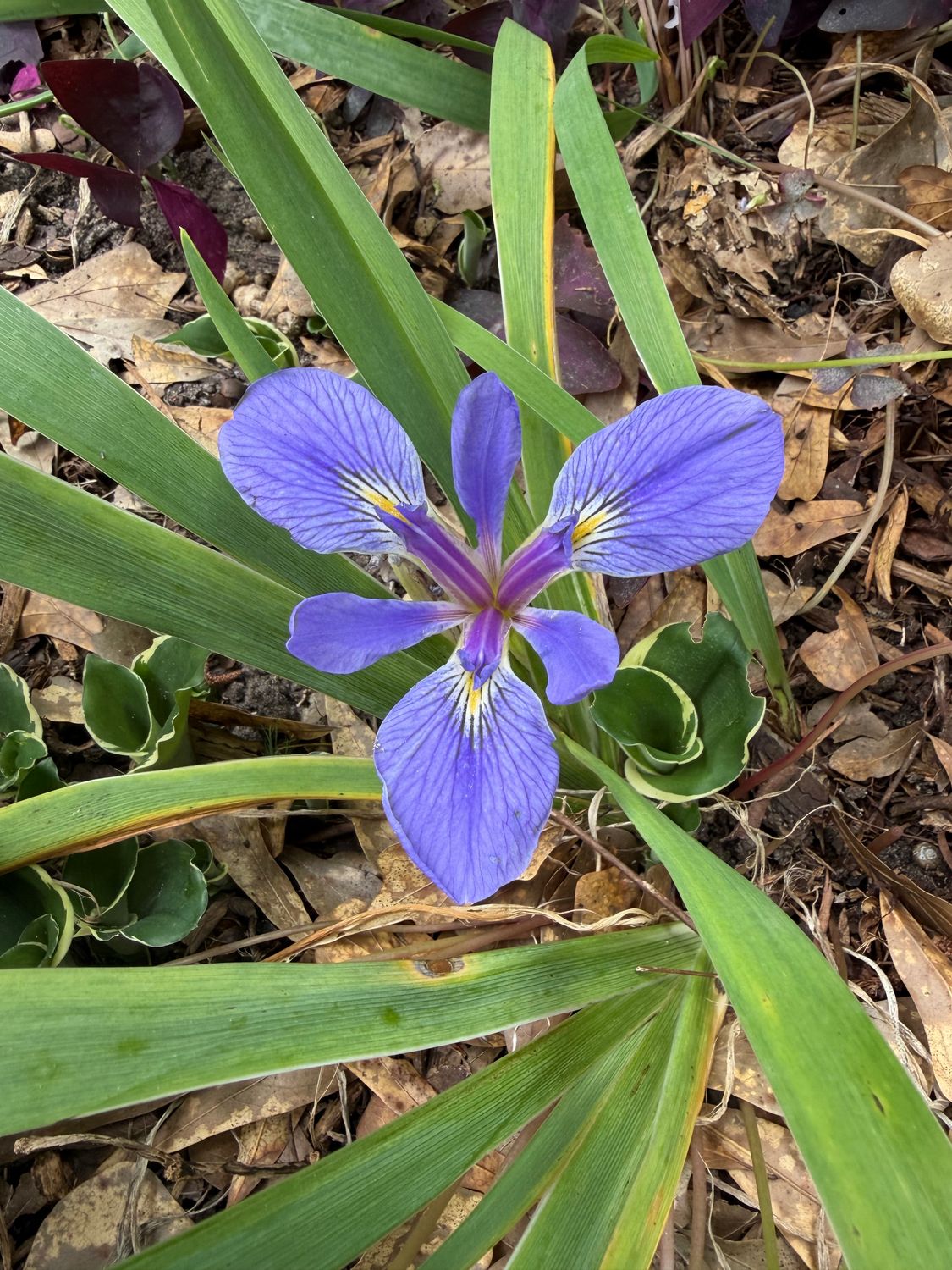 Blue Flag Iris