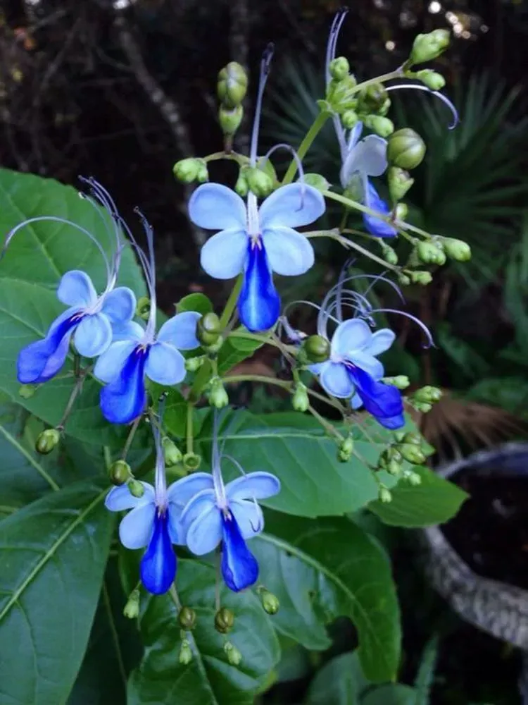 Blue Butterfly bush - Clerodendrum Ugandense