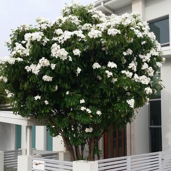 Plumeria pudica