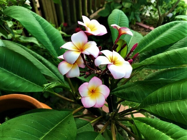 Plumeria "Thumbalina"