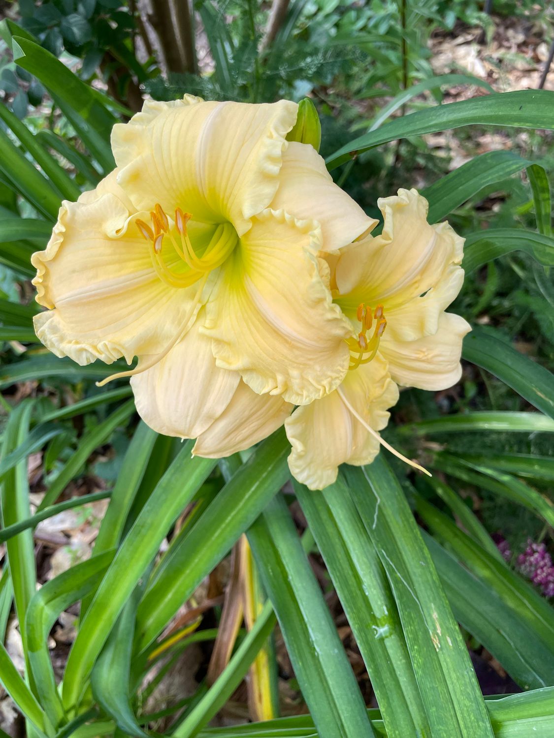 Daylily Buttery Yellow