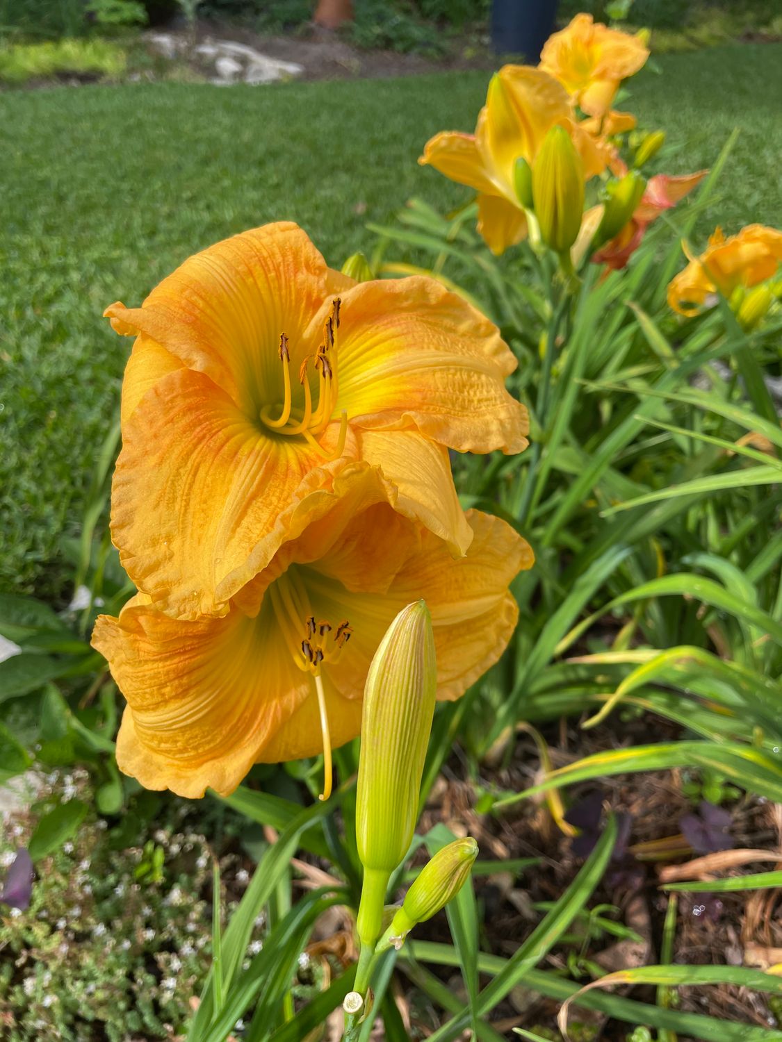 Daylily Tangerine