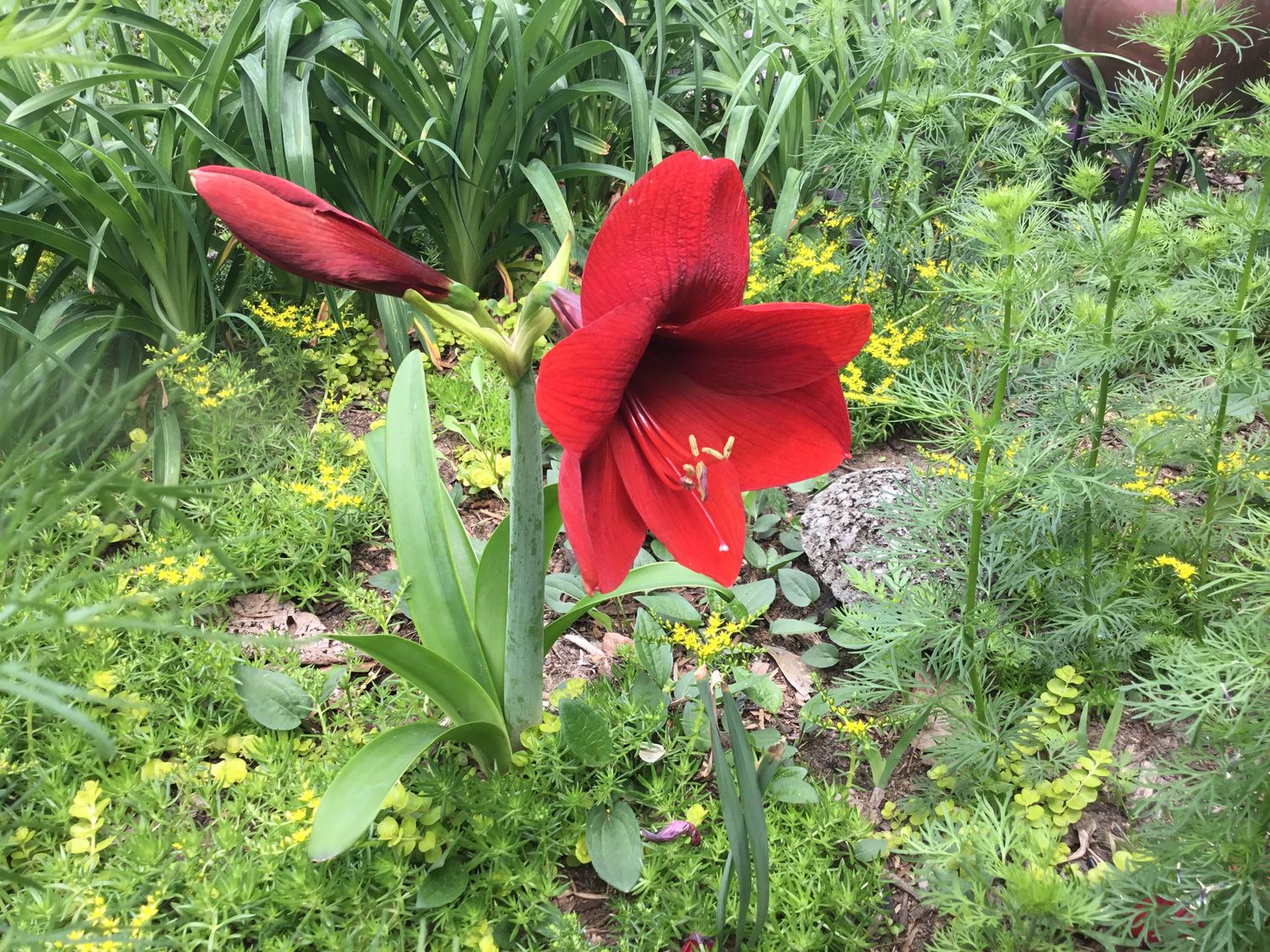 Amaryllis Red