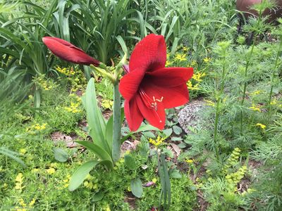 Amaryllis Red