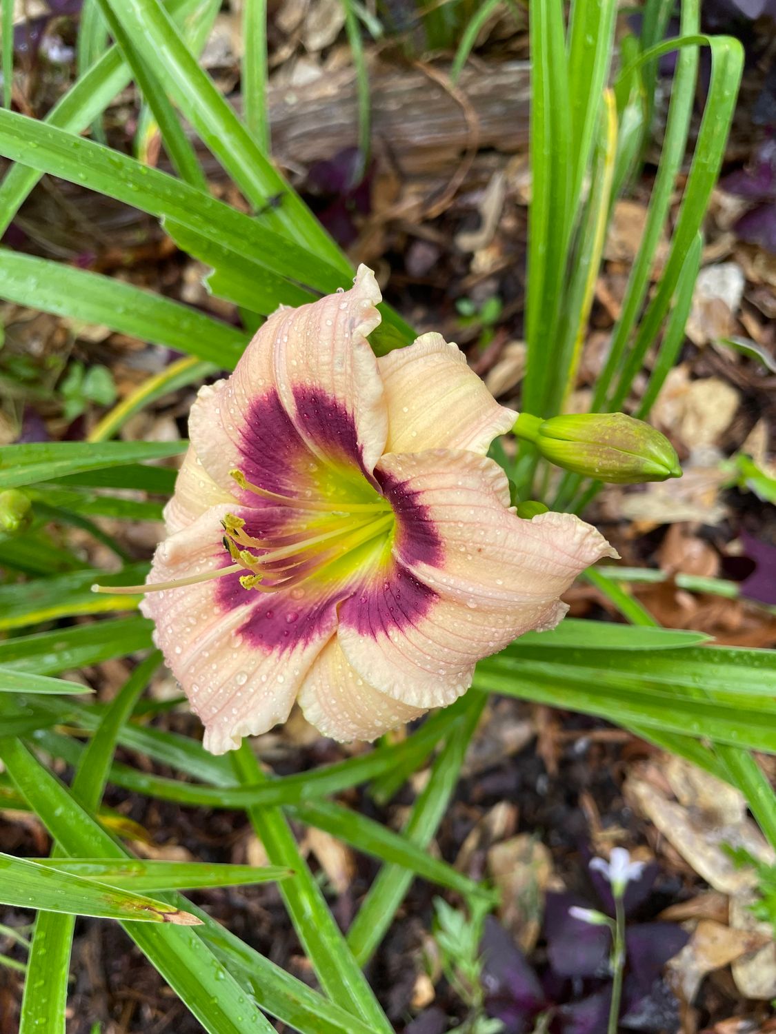 Daylily “Siloam Bo Peep”