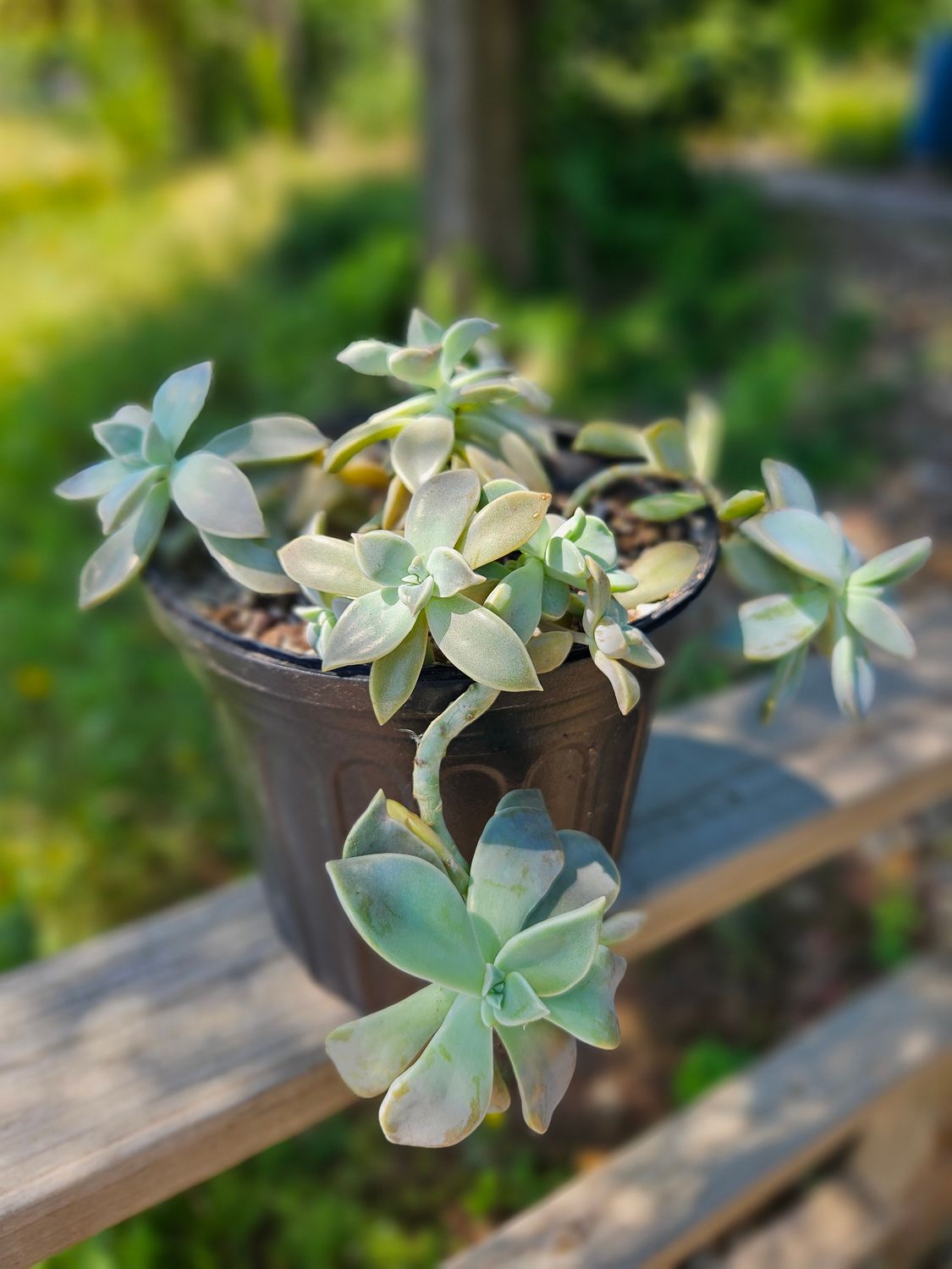 Ghost Graptopetalum