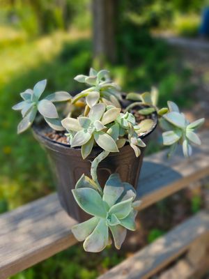 Ghost Graptopetalum